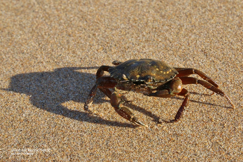 Gemeine Strandkrabbe _Carcinus maenas_ 4_Praia do Monte Clerigo.jpg